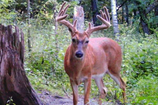 2012 Trail Cam