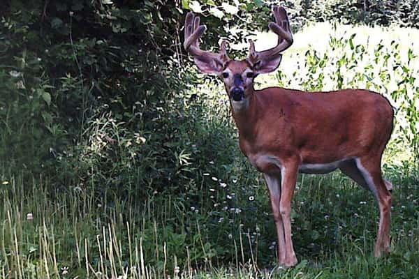 2015 Trail Cam