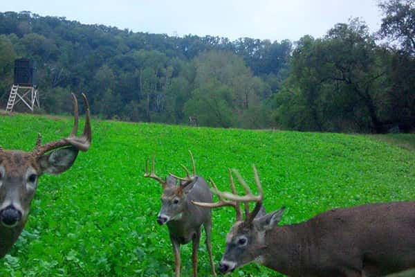 2016 Trail Cam