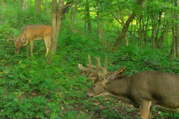 2019 Trail Cam