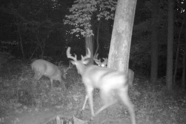 2020 Trail Cam