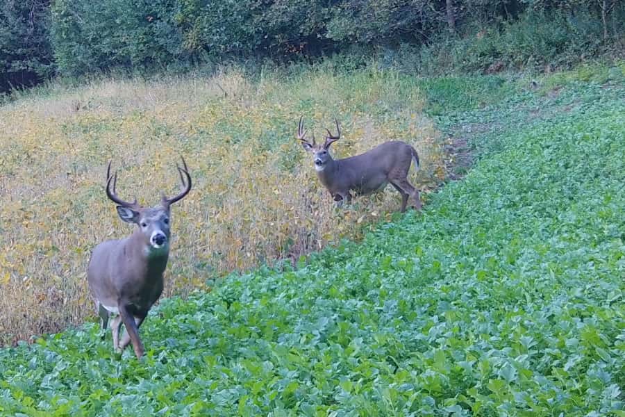2021 Trail Cam