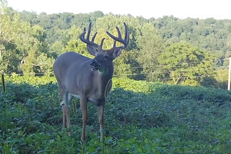 2022 Trail Cam